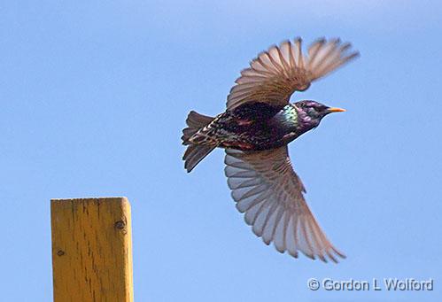 Leaving Its Post_26669.jpg - European Starling (Sturnus vulgaris) photographed at Smiths Falls, Ontario, Canada.